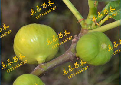 晉中谷川無花果廠家 優(yōu)質(zhì)苗木引領(lǐng)農(nóng)業(yè)產(chǎn)業(yè)新發(fā)展