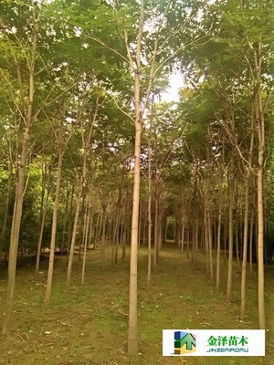 千頭椿苗木的南北種植熱土 遼寧、山西、山東及河北保定博野金澤基地