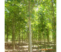 軒都苗木基地直銷優質馬褂木（鵝掌楸）樹苗，量大優惠，綠化優選