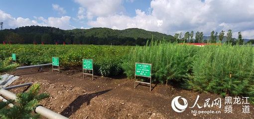 黑龍江省林草局召開現(xiàn)場推進會 以花卉種植為支點，撬動產(chǎn)業(yè)興、職工富、生態(tài)美的新型林場建設